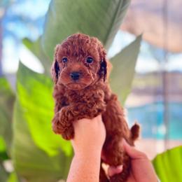Fred (Blue) - Apricot male Poodle puppy in Calimesa, California from Teakwood Poodles of SoCal