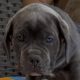 Orange Collar Boy - Morganza x Lawman - AKC and ICCF - Gray brindle male Cane Corso puppy in Gorman, Texas from McOmber Country Kennels