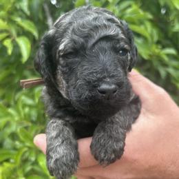 Enoki - Brindle male Poodle puppy in Arroyo Grande, California from Ever So Clever Poodles