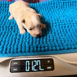 Tiara - Apricot female Maltipoo puppy in Lawrenceburg, Tennessee from LUV Poodles and Maltipoos