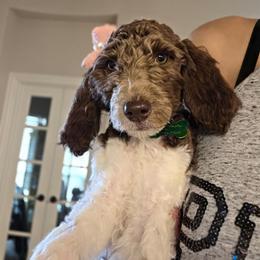 Lady Pawnelope Mouchete Pupperton - Parti female Poodle puppy in Midlothian, Texas from Pristine Puppies & Signature Studs