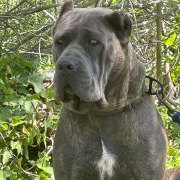 Athena - Cane Corso