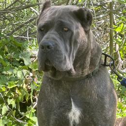 Athena - Cane Corso
