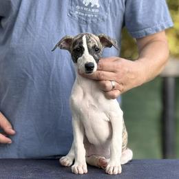 Poppy - Fawn brindle female Whippet puppy in Sugar Valley, Georgia from Pinnacle Farm and Kennel
