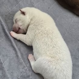 AKC Olaf - Cream male Shiba Inu puppy in Jensen Beach, Florida from ScrapiShibas