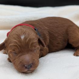 Red - Red  male Goldendoodle puppy in Midland, North Carolina from Alger Farm, LLC