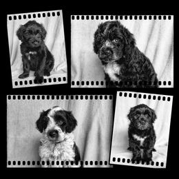 Portuguese Water Dog Puppies from Yellowstone Porties