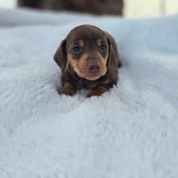 Willow - Chocolate and tan female Dachshund puppy in Elma, Iowa from Iowa Dachshunds