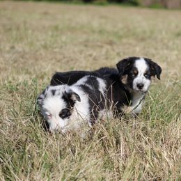 Australian Shepherd Puppies from Vistar Aussies