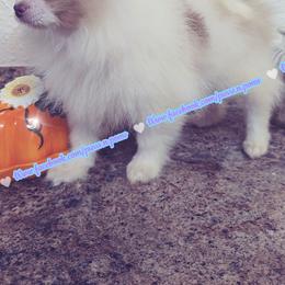 Lavender Merle Parti - Lavender male Pomeranian puppy in Albany, Oregon from Purrs N Poms