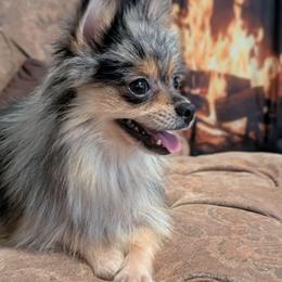 Cali - Pomeranian
