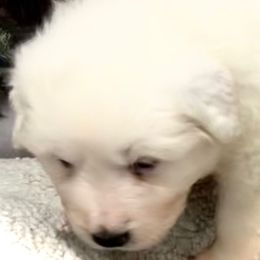 LIZZIE Orange collar female - White female Great Pyrenees puppy in Fair Grove, Missouri from Allen Wags & Woolies