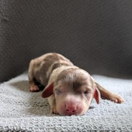 Blossom - Dapple female Dachshund puppy in Indianapolis, Indiana from Englehaus Dachshunds
