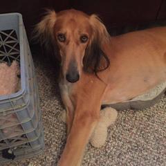 Saluki All Grown Up from Shasei