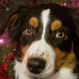 Australian Shepherds from Brandi Pruden's Australian Shepherds