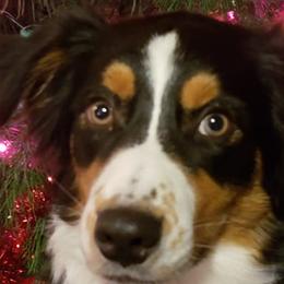 Australian Shepherds from Brandi Pruden's Australian Shepherds