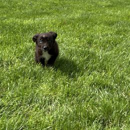 BTM1 - Black tri male Miniature Australian Shepherd puppy in Lexington, Nebraska from Osborne's Aussies