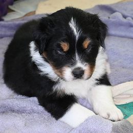 Red Tri Boy (Ivy x Ranger) - Red tri-color male Australian Shepherd puppy in Nuevo, California from Old West Australian Shepherds