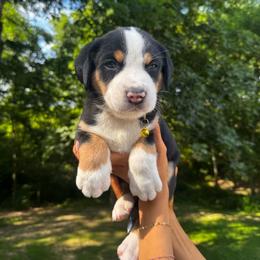 Oceana - Black, white and red female Greater Swiss Mountain Dog puppy in Chester, Illinois from Hilltop Swissys