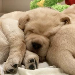Labrador Retrievers from Grand Oaks Labradors
