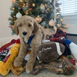 Goldendoodle, Labradoodle, Poodle, and Saint Berdoodle Puppies from Dent’s Doodles