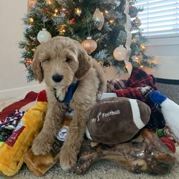 Goldendoodle, Labradoodle, Poodle, and Saint Berdoodle Puppies from Dent’s Doodles