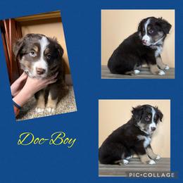 Doc - Red tri male Miniature Australian Shepherd puppy in Quincy, Illinois from SK Aussie’s
