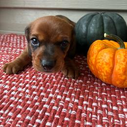 Benny - Red male Dachshund puppy in Staley, North Carolina from Waite's Dachshunds