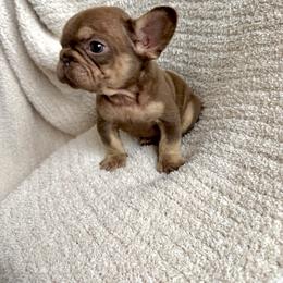 Rojo Boy - Liver male French Bulldog puppy in Bakersfield, California from HOI Frenchies
