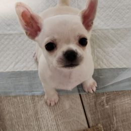 Chihuahua Puppies from Precious Paws of Florida