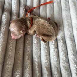 AKC Orange Collar - Red  male Poodle puppy in Powder Springs, Georgia from West Cobb Dogs