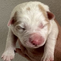 Border Collie puppies from Borders of Beauty: The Perfect Blend of Beauty and Brains