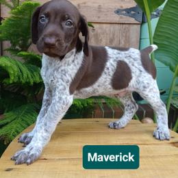Maverick - Liver roan male German Shorthaired Pointer puppy in Elberta, Alabama from Old Orchard Farm