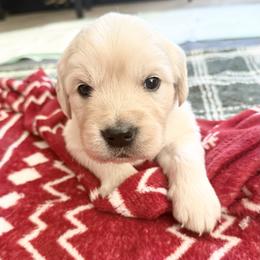Catalina - Light golden female Golden Retriever puppy in Watkins, Colorado from Brightside Goldens