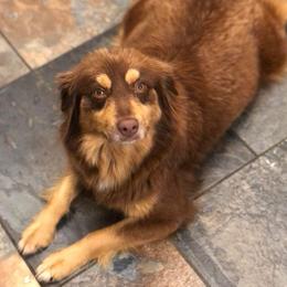 Cookie - Miniature Australian Shepherd