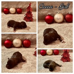 Havanese Puppies from Havareese Havanese