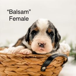 Balsam (Pink Collar) - Black rust and white female Bernese Mountain Dog puppy in Hudson, Indiana from TurkeyCreek-K9