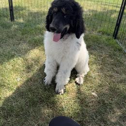 Henny - Phantom male Poodle puppy in Kenyon, Minnesota from Country Breeze Poodles