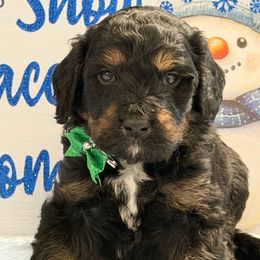 Grayson - Tri-color male Bernedoodle puppy in Phelan, California from PuppyPaws4U