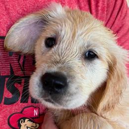 Red - Light golden male Golden Retriever puppy in Norman, Oklahoma from Golden Kiss Retrievers