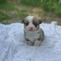 Leroy - Red male Pembroke Welsh Corgi puppy in Hope, Arkansas from Foxy Knoll Farm