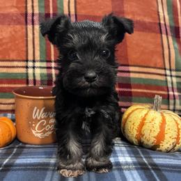 Allen - Black and silver male Miniature Schnauzer puppy in Hedgesville, West Virginia from Clay Hill Kennels