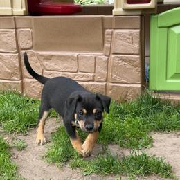 Lykos Wiccan - Black white and tan male Xoloitzcuintli puppy in Manitowoc, Wisconsin from Wonderland Kennel