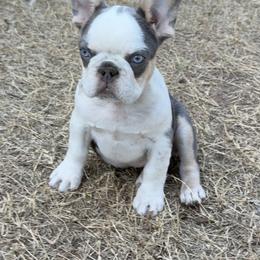 Blue collar - Tricolors male French Bulldog puppy in Wagoner, Oklahoma from Frenchie Frys