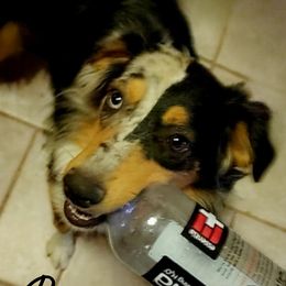 Pepper - Miniature Australian Shepherd
