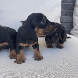 Dachshund Puppies from ozge Nill