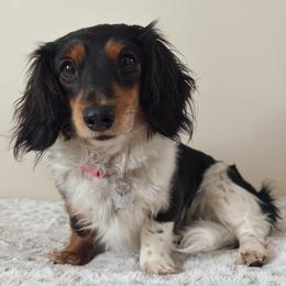 Olli - Dachshund