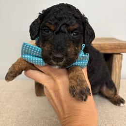 Light blue - Tri-color male Bernedoodle puppy in Calico Rock, Arkansas from Cottrell’s Poodles & Doodles