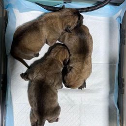 Female 6 - Fawn female Cane Corso puppy in Cashion, Oklahoma from APEXOK Cane Corsos LLC