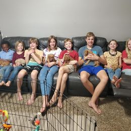 Goldendoodle Puppies from Broderick Goldendoodles